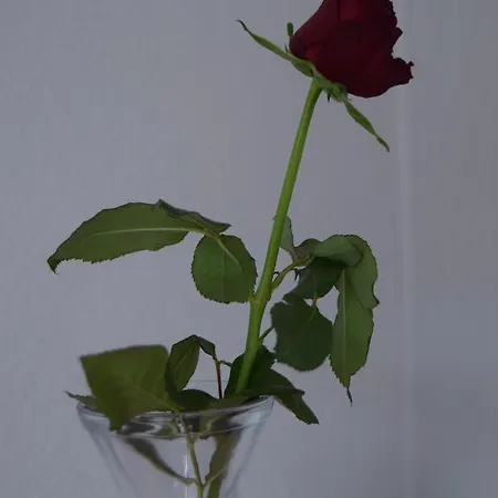 Hejszowina Apartment Bad Kudowa