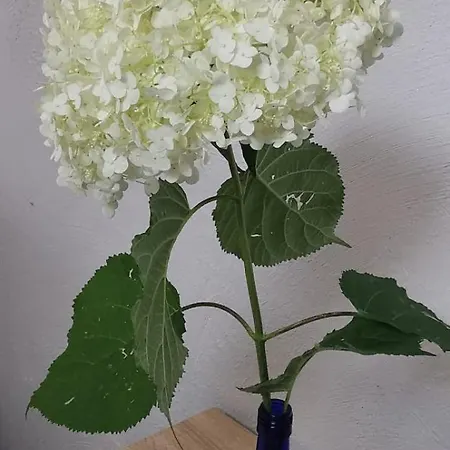 Hejszowina * Kudowa-Zdrój