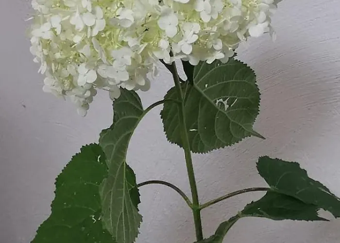 Hejszowina * Kudowa-Zdrój